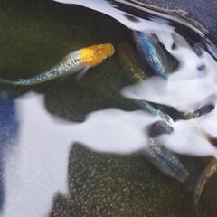 ラメ王メダカ　no2の画像