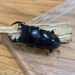 インドグランディスオオクワガタ♂♀♀トリオの画像
