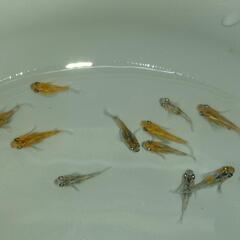 【メダカ】雲州三色ダルマの幼魚の画像