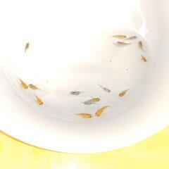 【メダカ】雲州三色ダルマの幼魚の画像