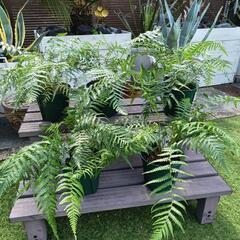 ディクソニア・アンタルクティカ　5号鉢植え　１苗の画像