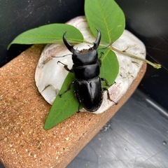 天然WD本土ヒラタクワガタ♂2匹単品【飼育セット付】 カブト虫クワガタ虫の画像
