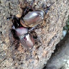 カブト虫　ペア2