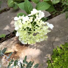 ノリウツギ ハイドランジア  ピラミッド紫陽花の画像