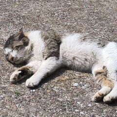 怪我した野良猫を見つけた場合😿