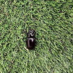 赤いギラファ　亜種ティモレンシス成虫ペアの画像