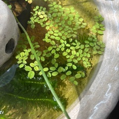 水草　サルビニアの画像