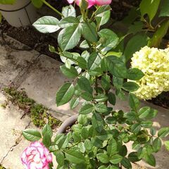 薔薇 品種不明の画像