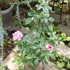 薔薇 品種不明の画像
