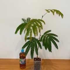 エバーフレッシュ 3.5号  観葉植物