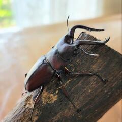 千葉県産　ノコギリクワガタ　