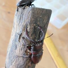 千葉県産　ノコギリクワガタ　の画像