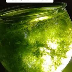 ■水草■ウィローモス■メダカ■金魚■その1