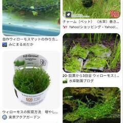■期間限定■水草■ウィローモス■メダカ■金魚■その1の画像