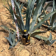 アガベアメリカーナ
の画像