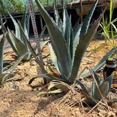 アガベアメリカーナ
の画像