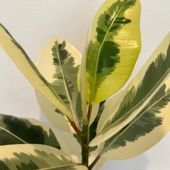 フィカス ティネケ 5号 観葉植物の画像