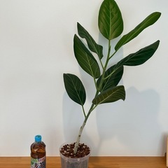 フィカス ベンガレンシス 5号 観葉植物