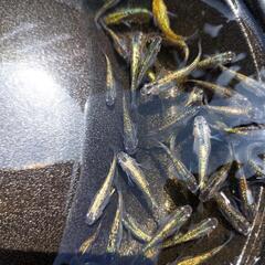 鬼ラメ　メダカ　３５匹？の画像