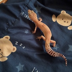 ヒョウモントカゲモドキ　ハイポタンジェリン