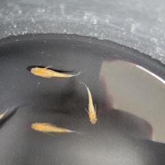 サンハート　ブルーアイ　メダカの画像