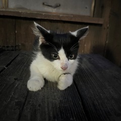 子猫 2ヶ月❣️甘えんぼな男の子