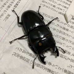 アルキデスヒラタ♂単の画像