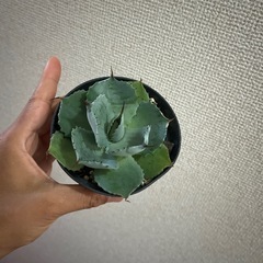 アガべ　グアラダラハラナ　の画像