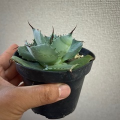 アガべ　グアラダラハラナ　の画像
