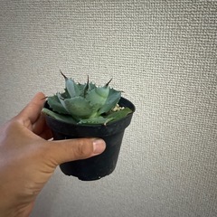 アガべ　グアラダラハラナ　の画像