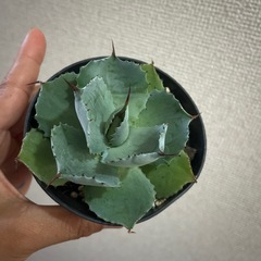 アガべ　グアラダラハラナ　の画像
