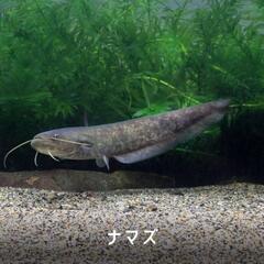 子どもの ナマズ  なまず  鯰   下さい‼️