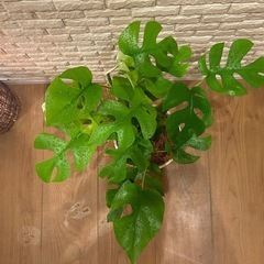 ❇️ お部屋を彩る✨観葉植物【ヒメモンステラ】✨の画像