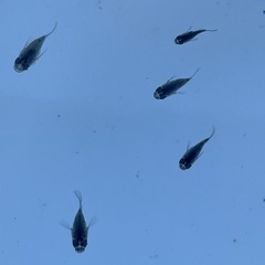 ブラックダイヤ稚魚　ダルマ13匹の画像