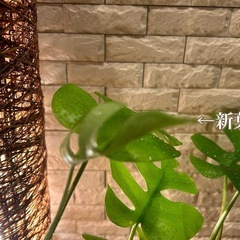 ❇️ お部屋を彩る✨観葉植物【ヒメモンステラ】✨の画像