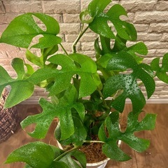 ❇️ お部屋を彩る✨観葉植物【ヒメモンステラ】✨の画像