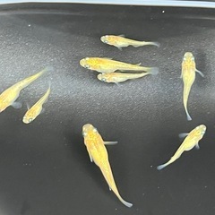 菜花　若魚　10匹の画像