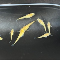 菜花　若魚　10匹の画像