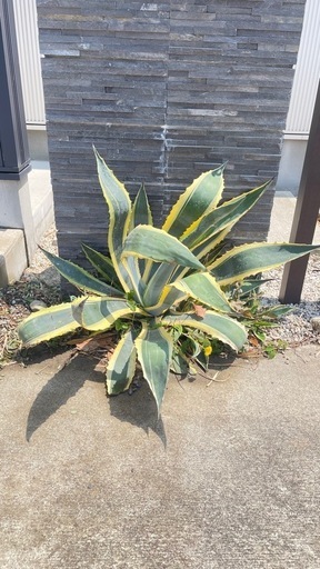アガベ　アメリカーナ　約80cm