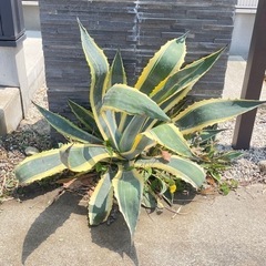 アガベ　アメリカーナ　約80cm