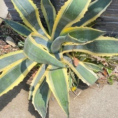 アガベ　アメリカーナ　約80cmの画像