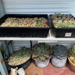 『決まりました』多肉植物の画像