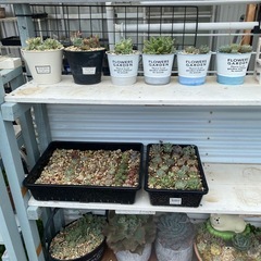 『決まりました』多肉植物の画像
