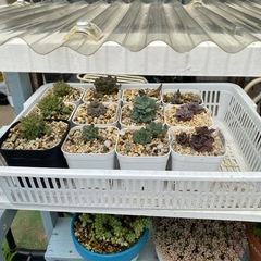 『決まりました』多肉植物の画像
