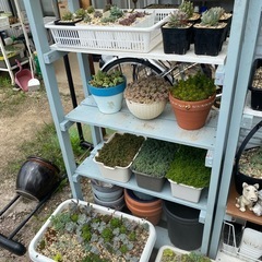 『決まりました』多肉植物の画像