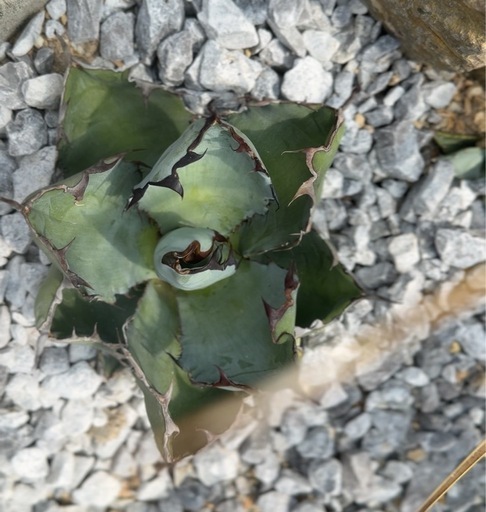 アガベ　ブラック&ブルー　BB 大株