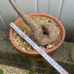 ボトルツリー鉢植え　鉢底から90センチの画像