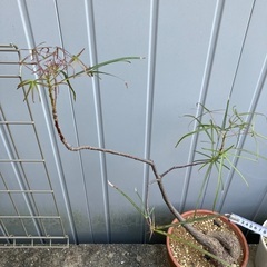 ボトルツリー鉢植え　鉢底から90センチの画像