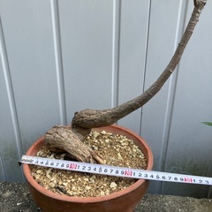 ボトルツリー鉢植え　鉢底から90センチの画像
