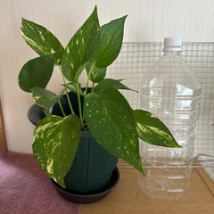 最終値下げ‼︎　ポトス 150→100の画像